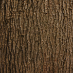 Image2